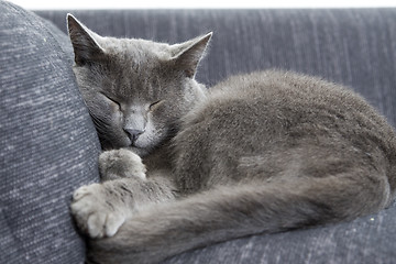 Image showing gray cat on a sofa