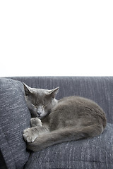 Image showing gray cat on a sofa