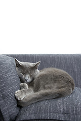 Image showing gray cat on a sofa