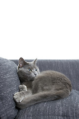 Image showing gray cat on a sofa