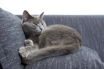 Image showing gray cat on a sofa