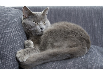 Image showing gray cat on a sofa