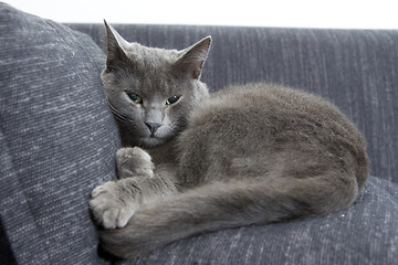 Image showing gray cat on a sofa