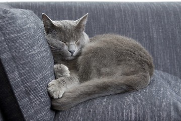 Image showing gray cat sleeping on a sofa