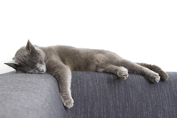 Image showing gray cat on a sofa