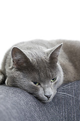 Image showing gray cat on a sofa