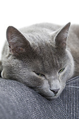 Image showing gray cat on a sofa