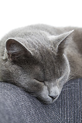 Image showing gray cat sleeping on a sofa