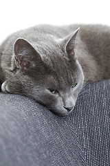 Image showing gray cat sleeping on a sofa