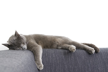 Image showing gray cat on a sofa