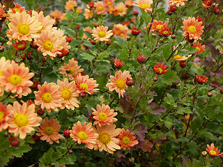 Image showing orange daisies