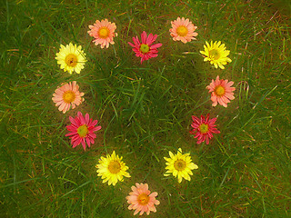 Image showing flowers heart on the grass