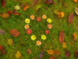 Image showing heart shaped flowers