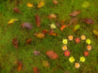 Image showing flowers heart on the grass