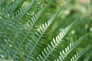 Image showing Lady Fern Frond
