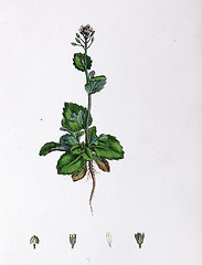 Image showing Botanical Print,Speedwell Leaved Whitlow Grass, 19th century