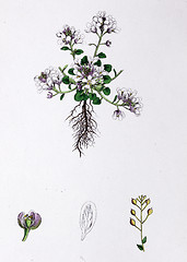 Image showing Botanical Print, Mountain Scurvy Grass, 19th century