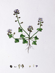 Image showing Botanical Print,Hastate Leaved Scurvy Grass, 19th century