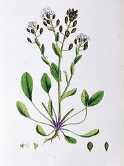 Image showing Botanical Print,Long Leaved Scurvy Grass, 19th century