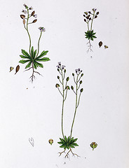Image showing Botanical Print,Common Whitlow Grass, 19th century