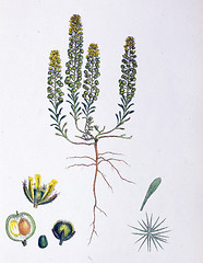 Image showing Botanical Print,Alyssum Calycinum, 19th century