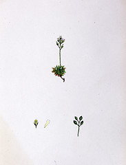 Image showing Botanical Print,Rock Whitlow Grass, 19th century