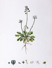 Image showing Botanical Print,Freen Alpine Penny Cress, 19th century