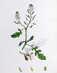 Image showing Botanical Print, Nasturtium palustre, Marsh Yellow - cress, 19th