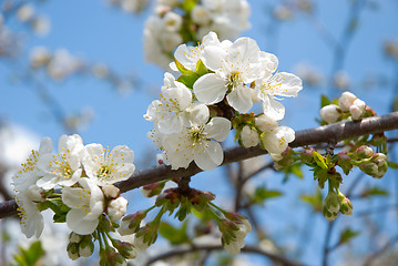 Image showing Blossoming cherry