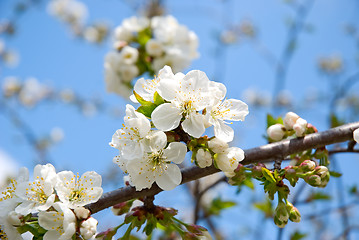 Image showing Blossoming cherry