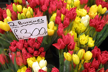 Image showing Tulips