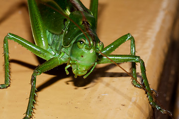 Image showing Green grasshopper