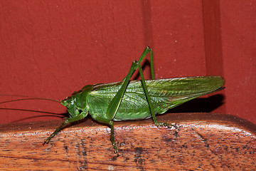 Image showing green grasshopper