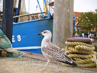 Image showing seagull