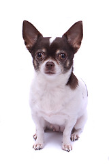 Image showing chihuahua