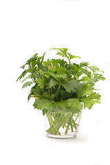 Image showing green herbs