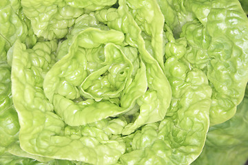Image showing fresh lettuce