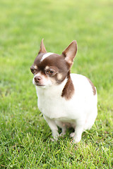 Image showing chihuahua