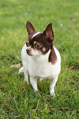 Image showing chihuahua