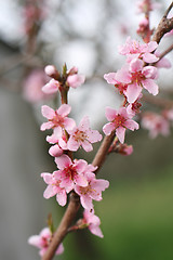 Image showing pink flowers