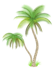 Image showing Palm trees