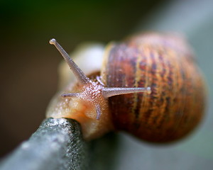 Image showing Snail