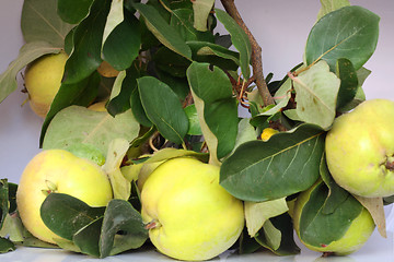 Image showing nice quinces