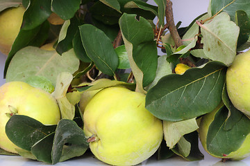 Image showing nice quinces