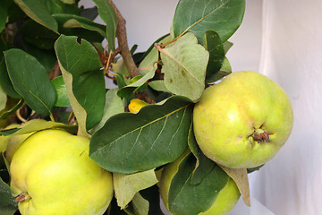 Image showing nice quinces