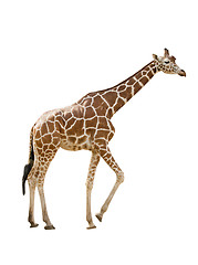 Image showing Giraffe