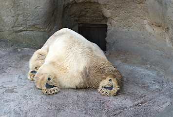 Image showing Polar bear