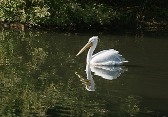 Image showing Swimming pelican