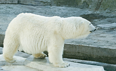 Image showing Polar bear