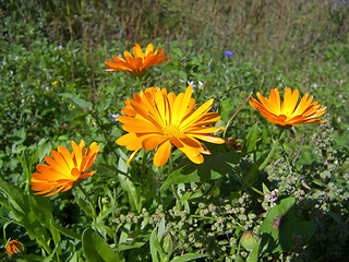 Image showing summer flowers 